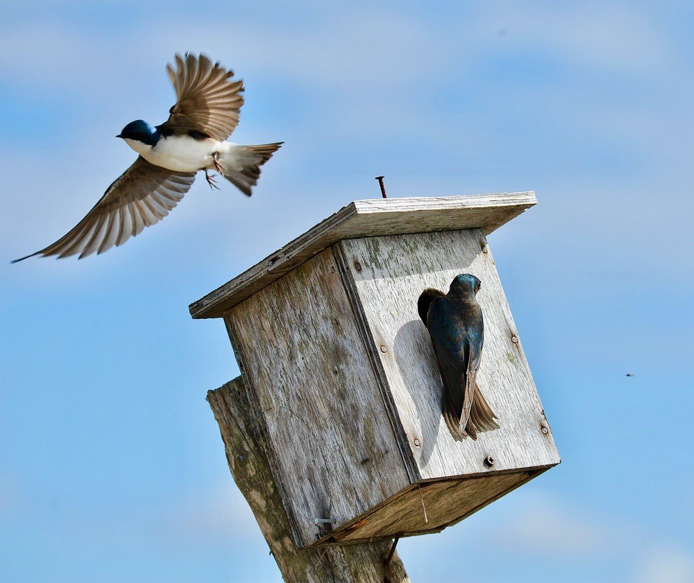 Tree Swallow Pair at Yukon Delta NWR by Melissa Gabrielson/USFWS Alaska through Public Domain